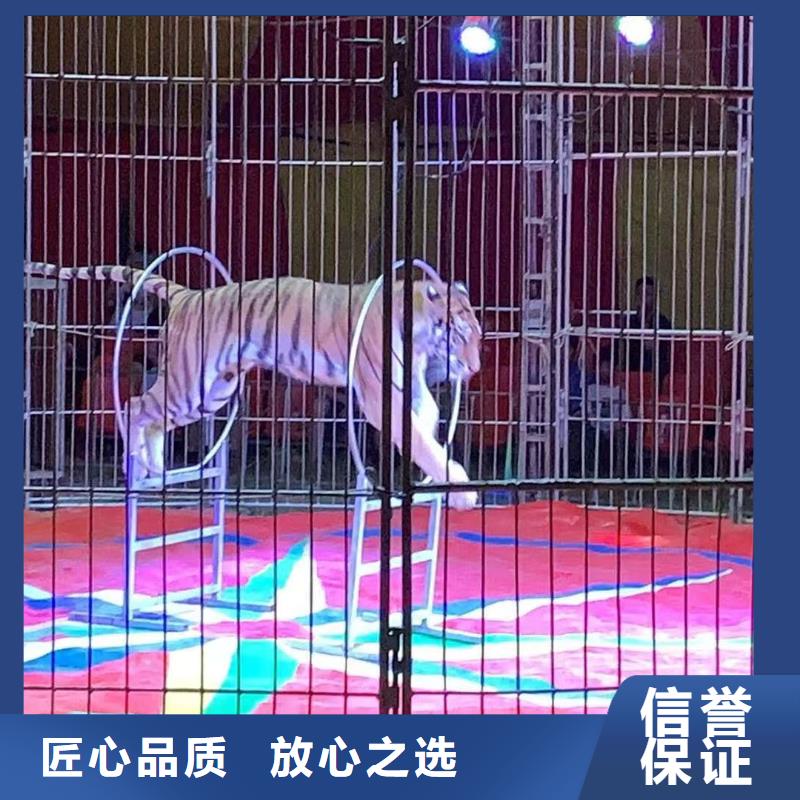 哪里有羊驼租赁的活动方案