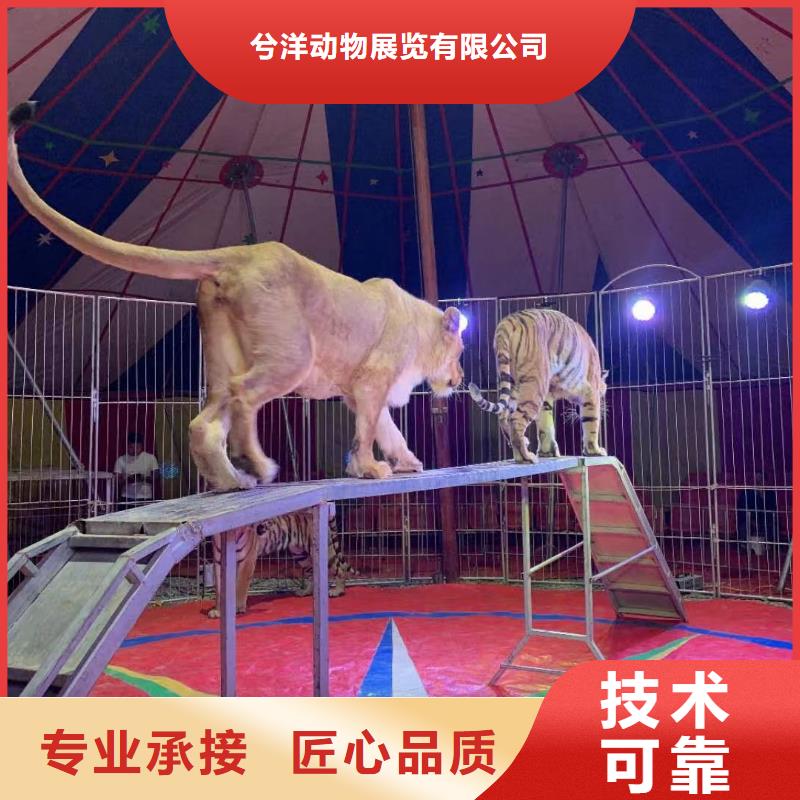 马戏团/羊驼【【出租企鹅表演】】专业承接