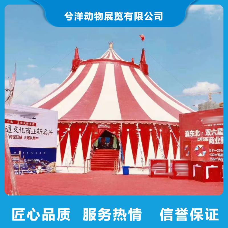 哪里有出租羊驼的