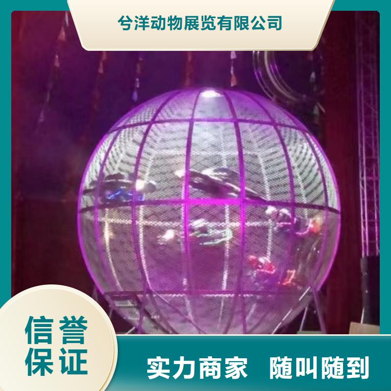 萌宠动物展览点击图片