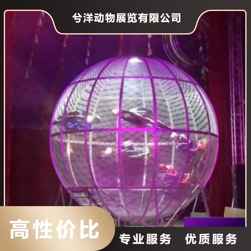 马戏团表演租赁