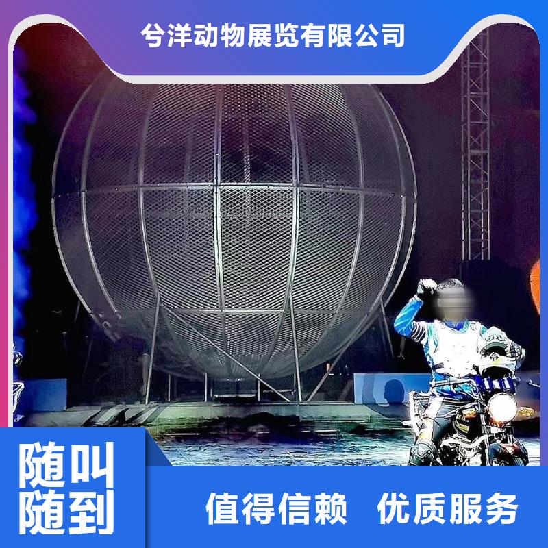 马戏团羊驼表演出租生产厂家质量过硬