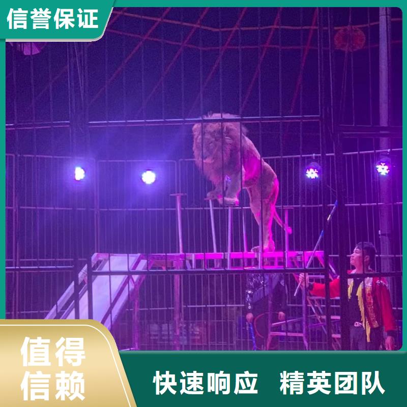 哪里有租赁羊驼的商家优选
