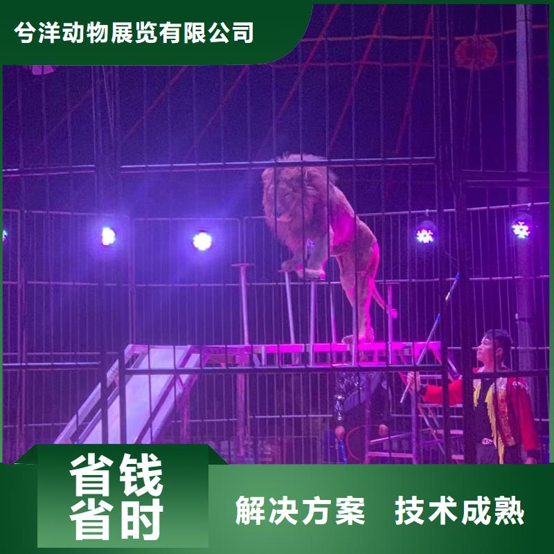 马戏团/羊驼【海狮杂技表演】一站式服务