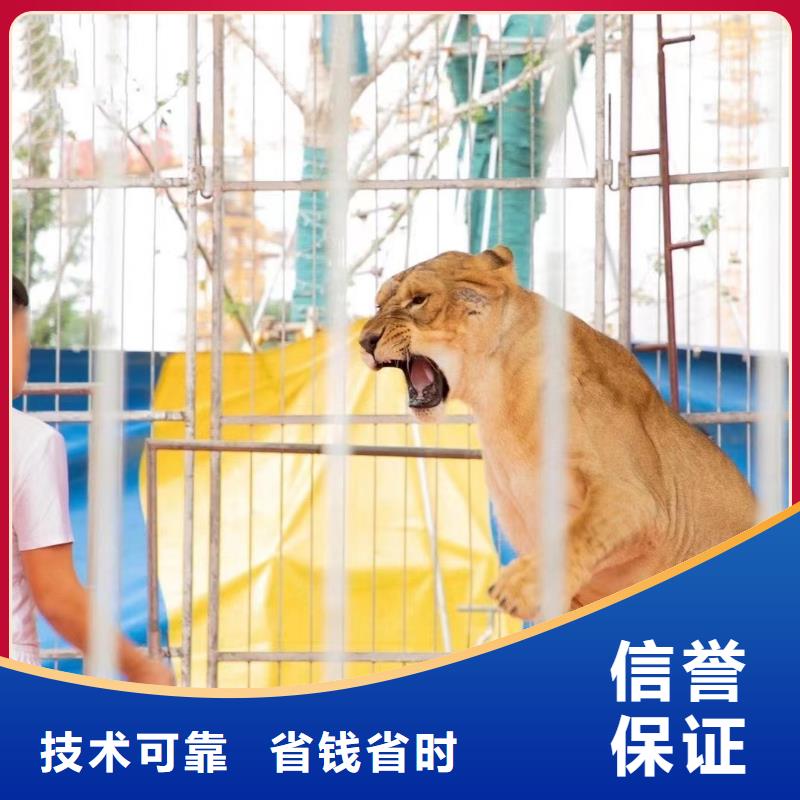 哪有出租马戏团表演的直销厂家