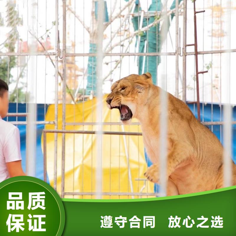 马戏团/羊驼-海狮表演出租先进的技术
