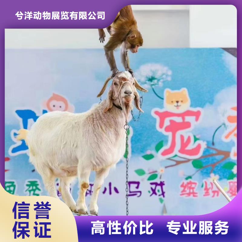 马戏团/羊驼-出租企鹅值得信赖