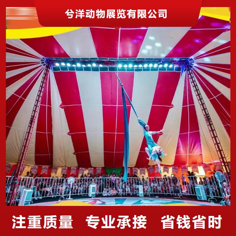 马戏团/羊驼草泥马羊驼租赁