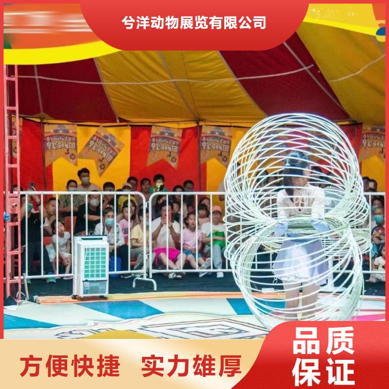 马戏团/羊驼杂技表演一站搞定