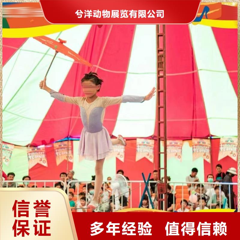 马戏团/羊驼-出租企鹅值得信赖