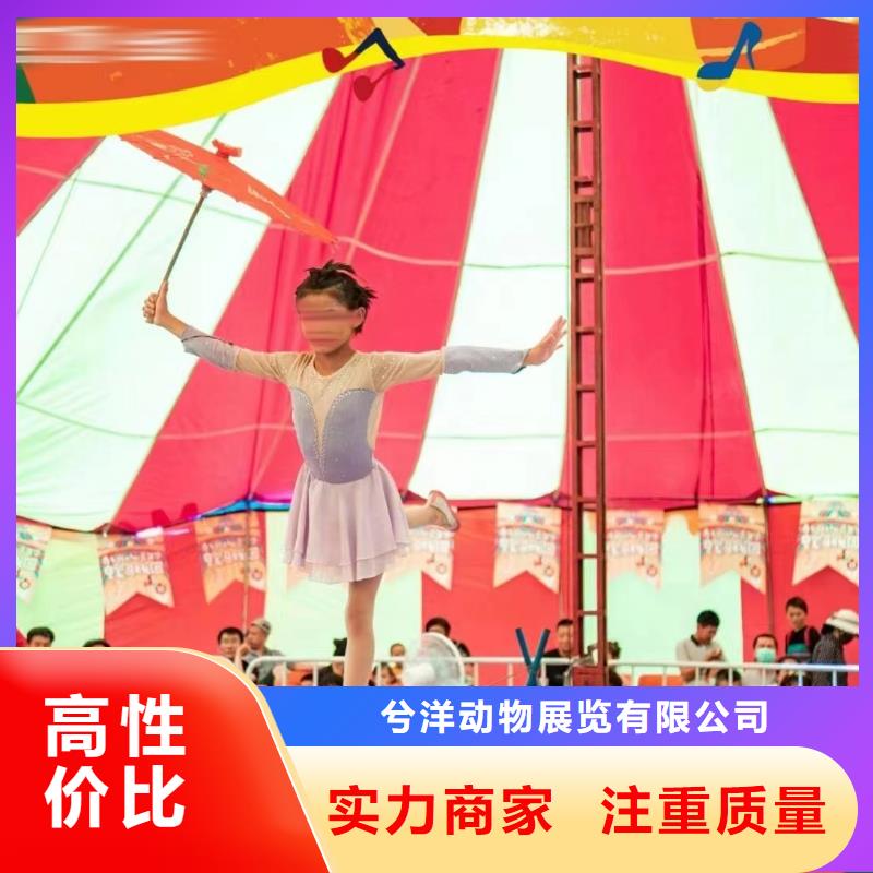 马戏团/羊驼 【企鹅表演出租】价格公道