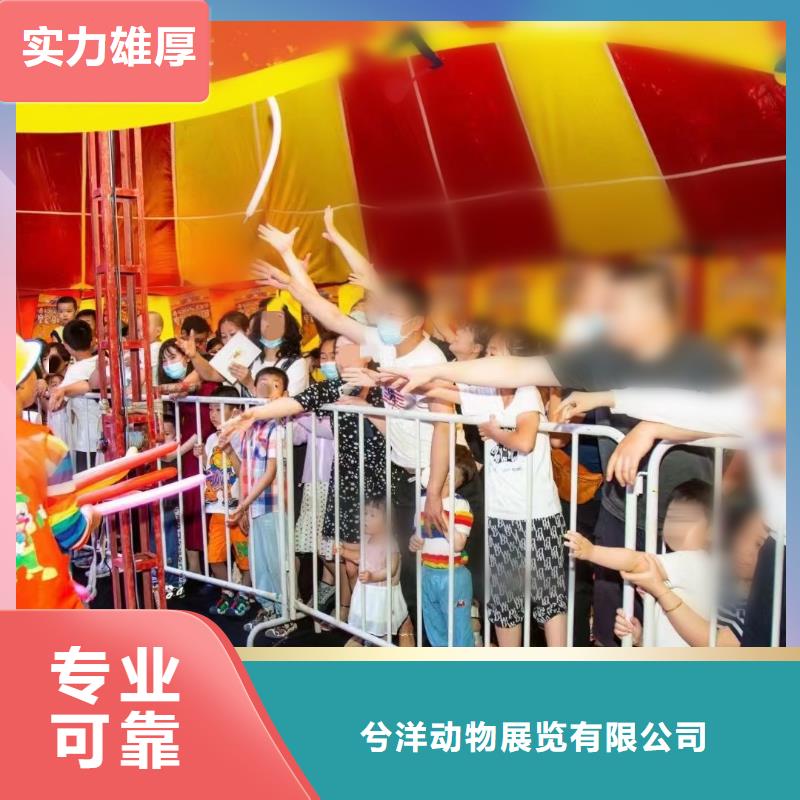 马戏团/羊驼【海狮杂技表演】品质好