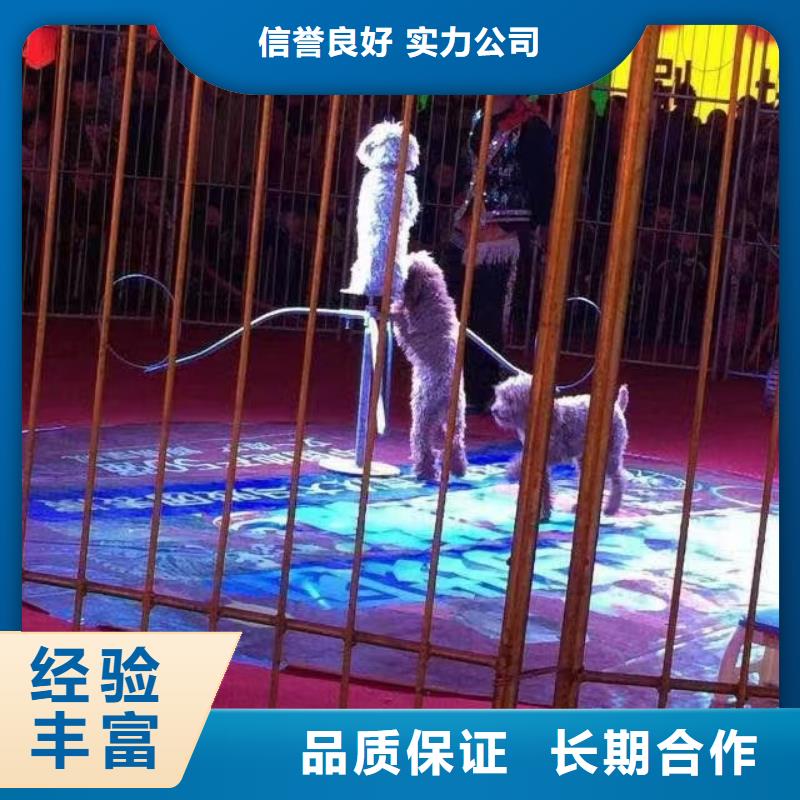 马戏团/羊驼,【海洋展租赁】收费合理