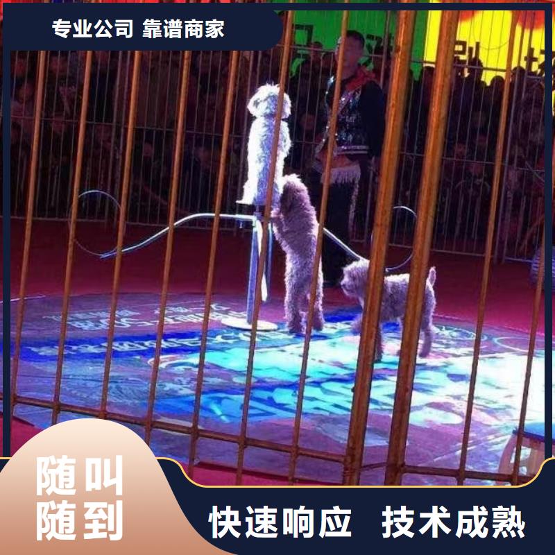 马戏团/羊驼_观赏性羊驼租赁2025公司