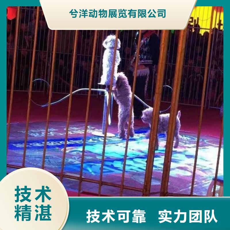 马戏团/羊驼海狮演出服务至上