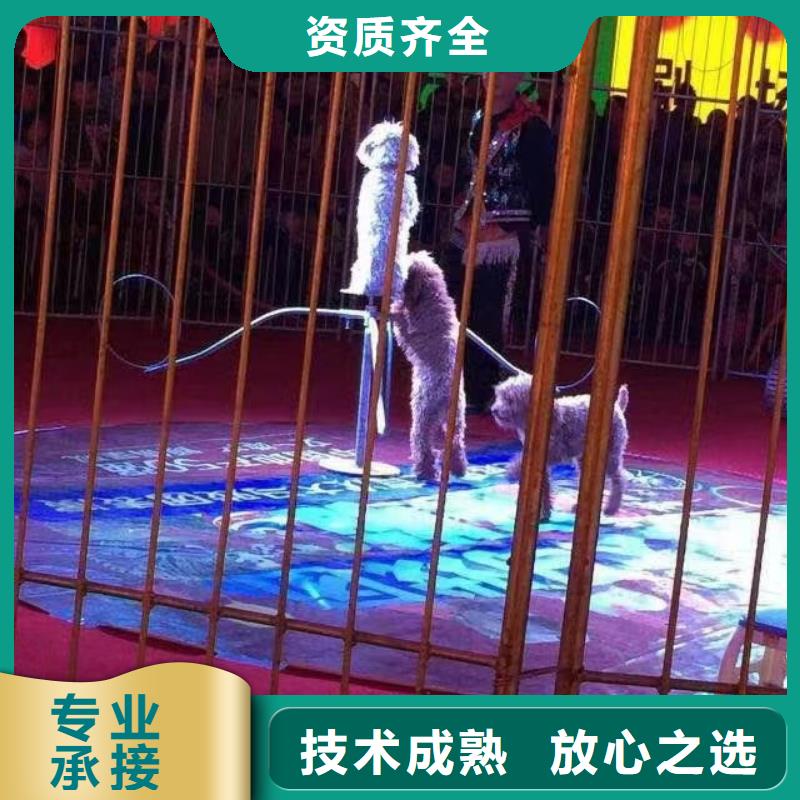 马戏团/羊驼【【出租企鹅表演】】专业承接