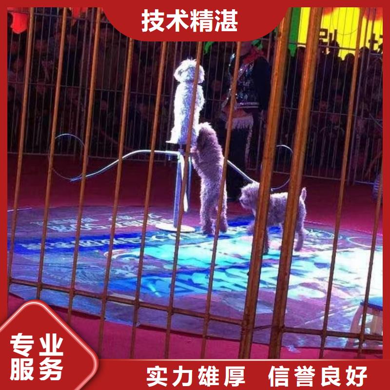 马戏团/羊驼商场马戏表演出租专业团队