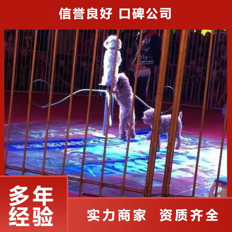 马戏团/羊驼-出租企鹅值得信赖