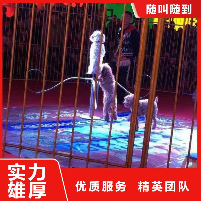 【马戏团/羊驼】_羊驼出租实力强有保证