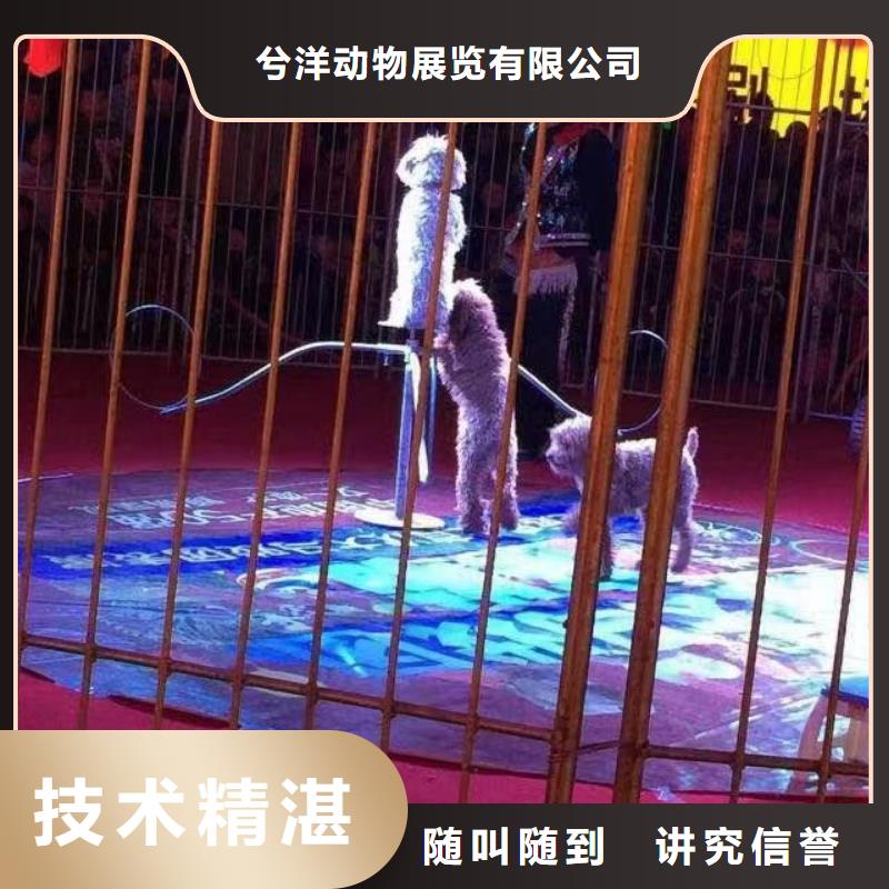 马戏团/羊驼 【企鹅表演出租】价格公道