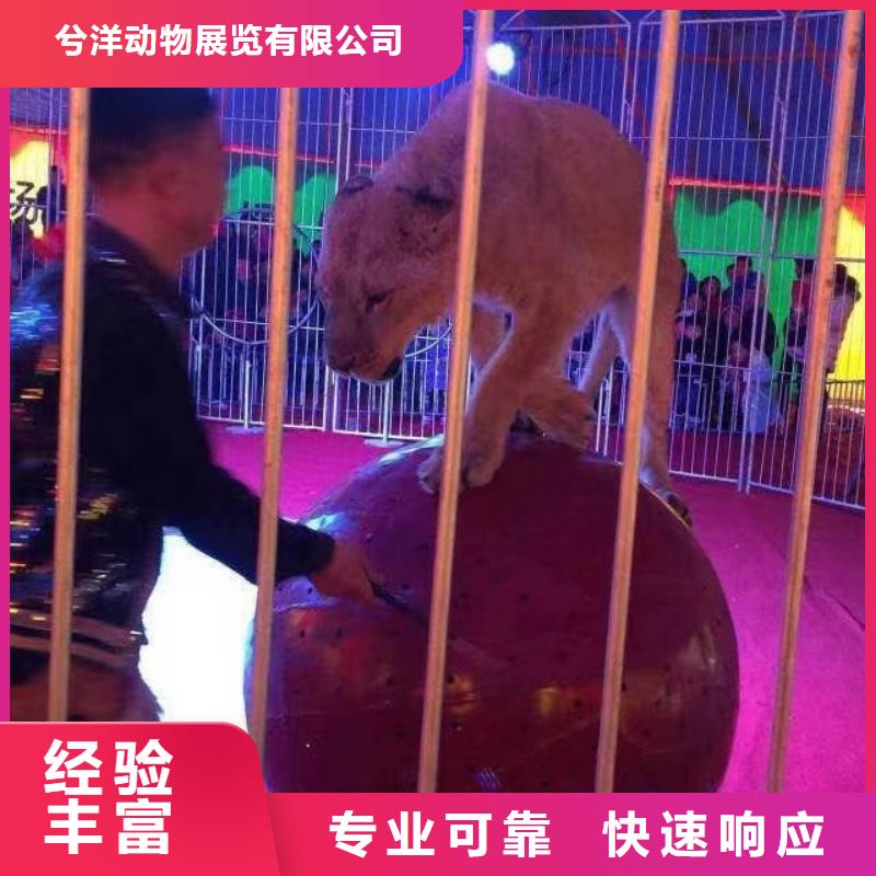 马戏团/羊驼商场马戏表演出租专业团队