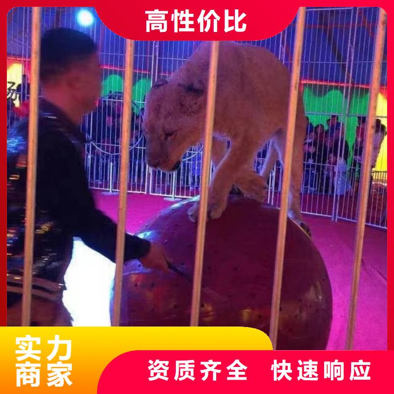 马戏团/羊驼,死轮表演欢迎询价