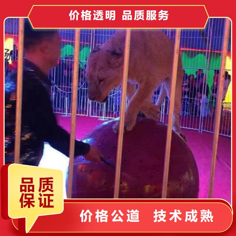 马戏团/羊驼-出租企鹅值得信赖