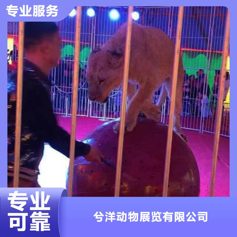 马戏团/羊驼_观赏性羊驼租赁2025公司