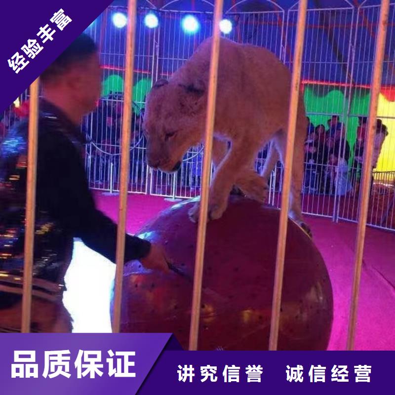 马戏团/羊驼_羊驼出租欢迎询价