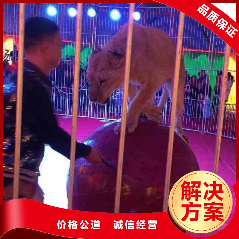 马戏团/羊驼【【出租企鹅表演】】专业承接