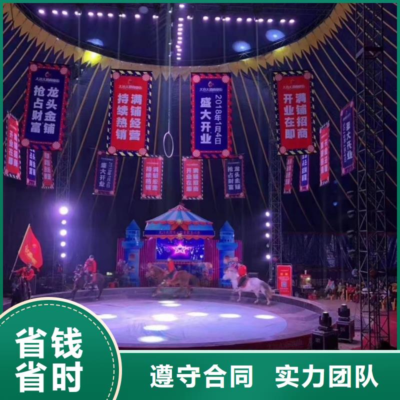 马戏团/羊驼_羊驼出租欢迎询价