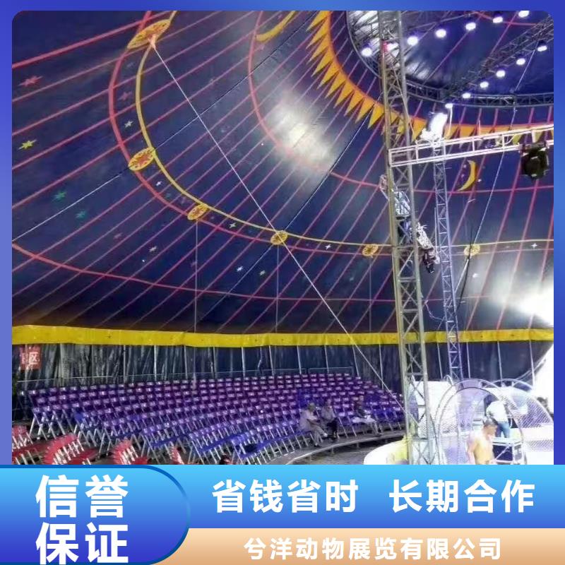 马戏团/羊驼_羊驼出租欢迎询价