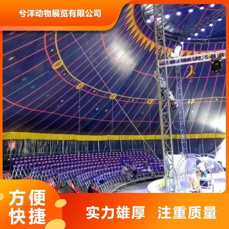 马戏团/羊驼 企鹅出租承接