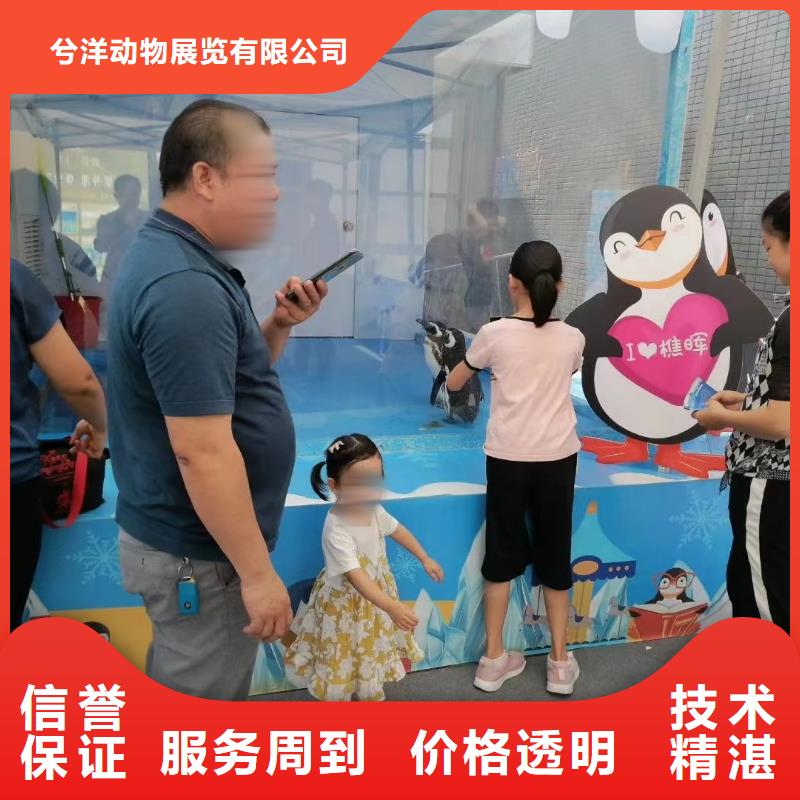 哪有出租海狮表演的