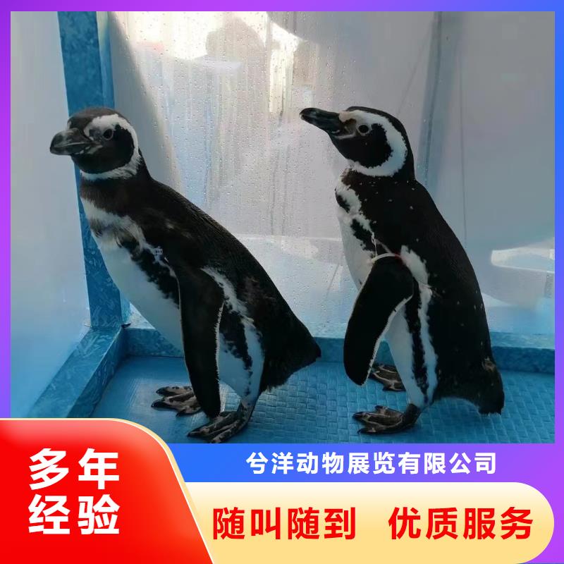 #海狮表演出租#规格全