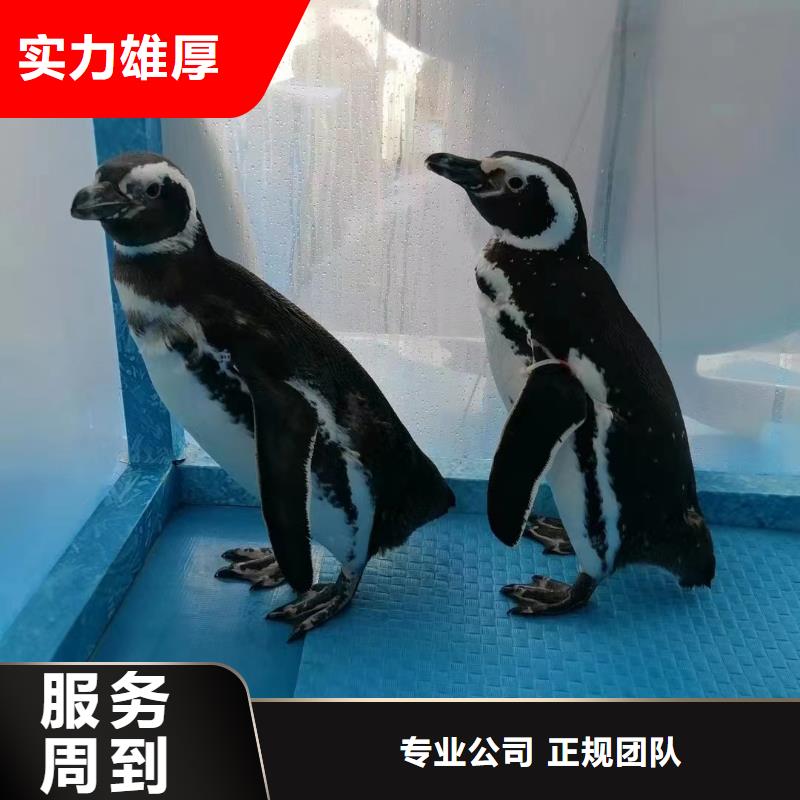 海洋主题动物表演出租表演海狮质量保证