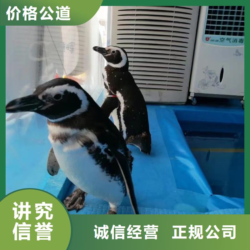 海洋主题动物表演-企鹅租赁技术可靠