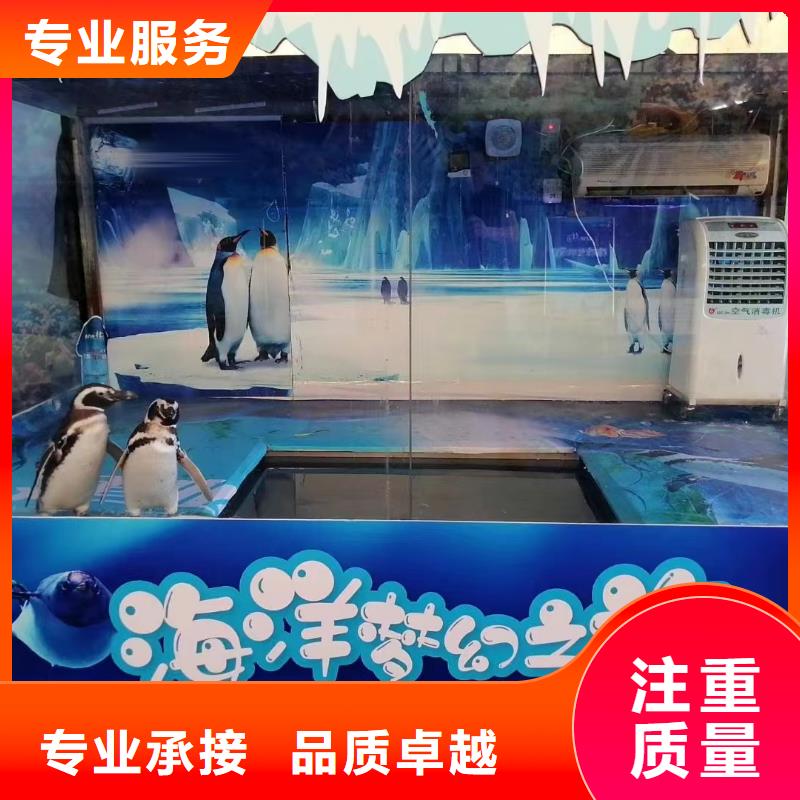 海洋主题动物表演,【羊驼出租】免费咨询
