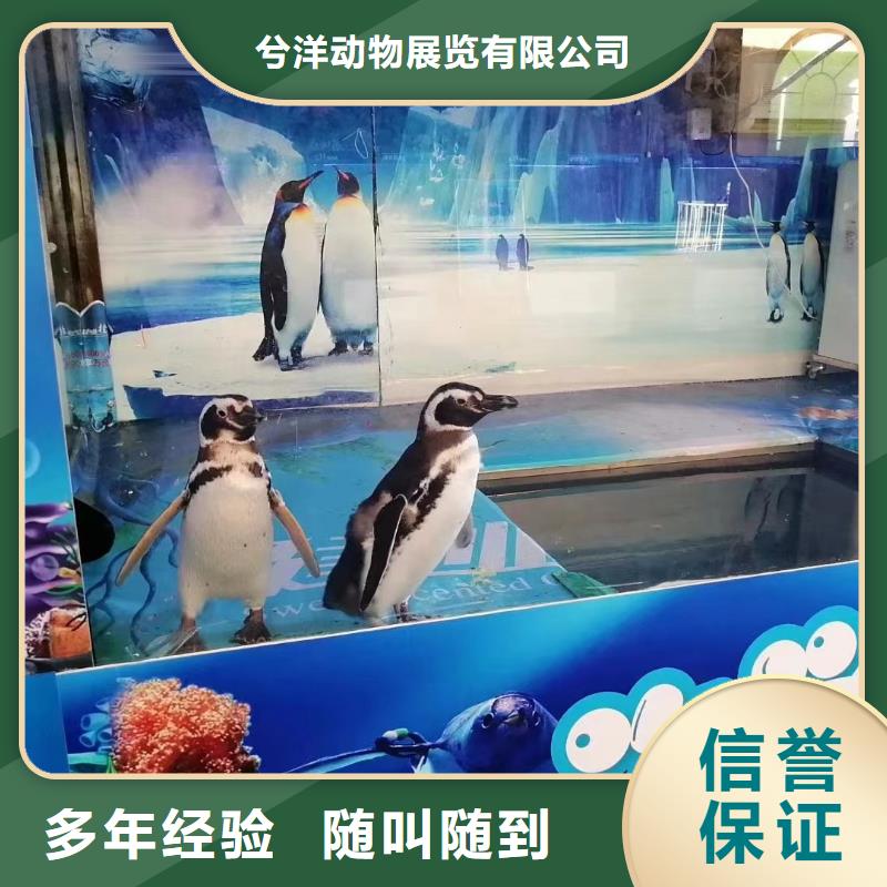 海狮表演租赁图片