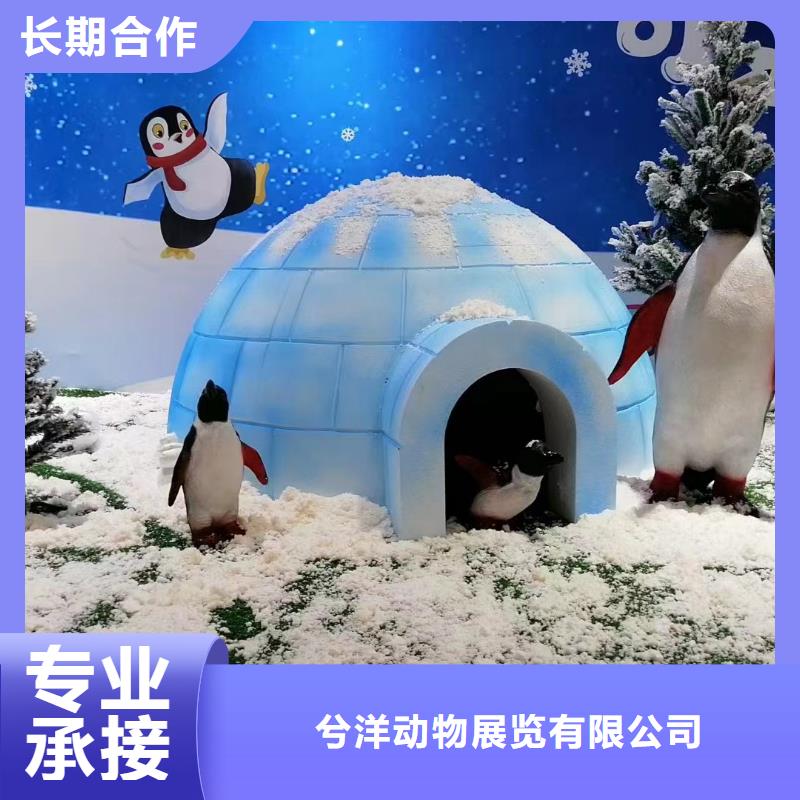 海洋主题动物表演【动物杂技表演租赁】2025专业的团队