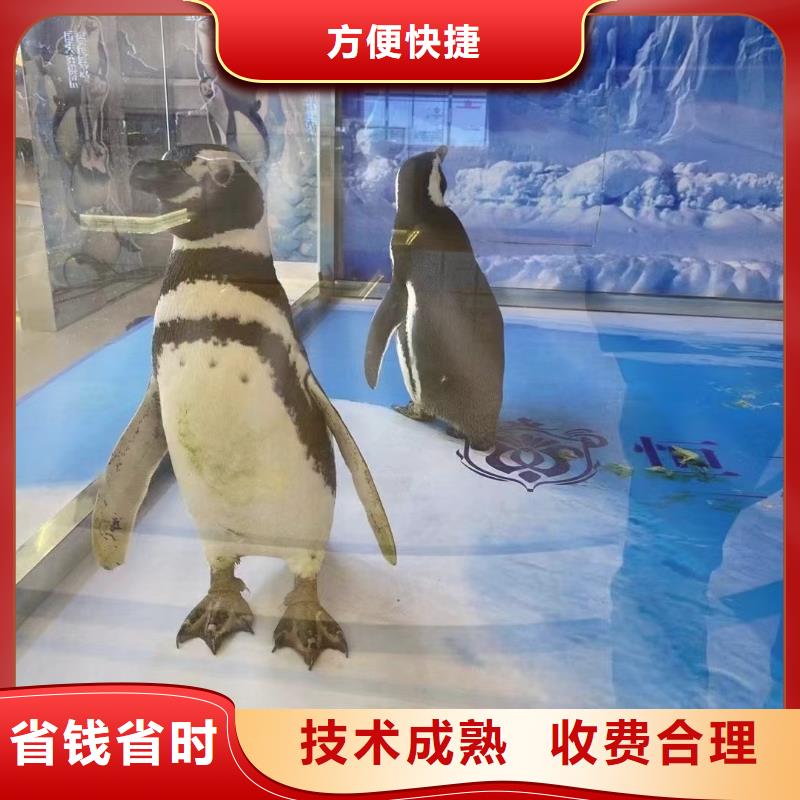 海洋主题动物表演_海狮表演出租口碑商家