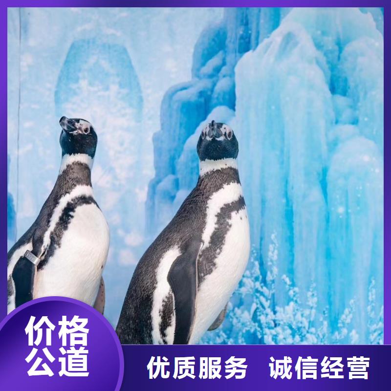海洋主题动物表演出租表演鹦鹉技术比较好