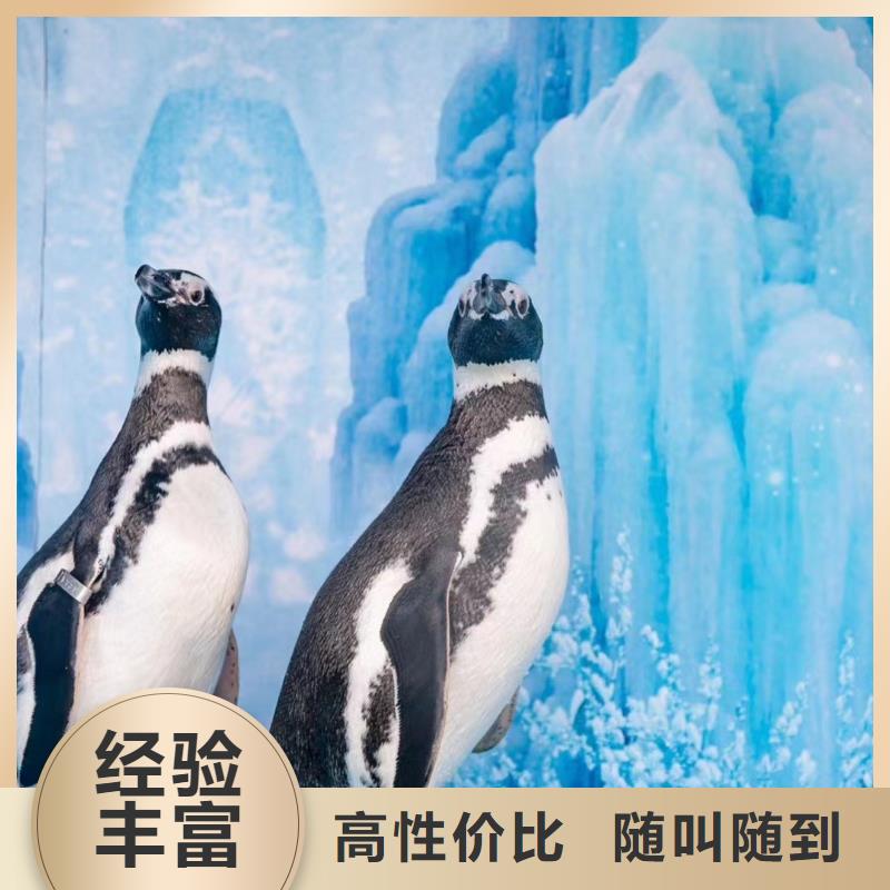 【海洋主题动物表演_动物表演出租技术好】