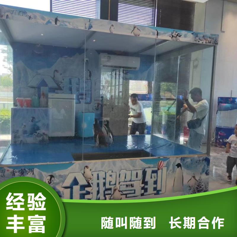 海洋主题动物表演【杂耍演出】价格低于同行