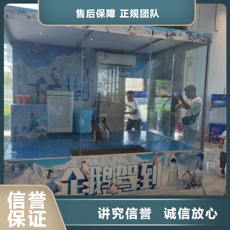 海洋主题动物表演 海狮表演出租品质优