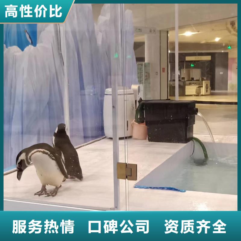 海洋主题动物表演出租表演海狮放心
