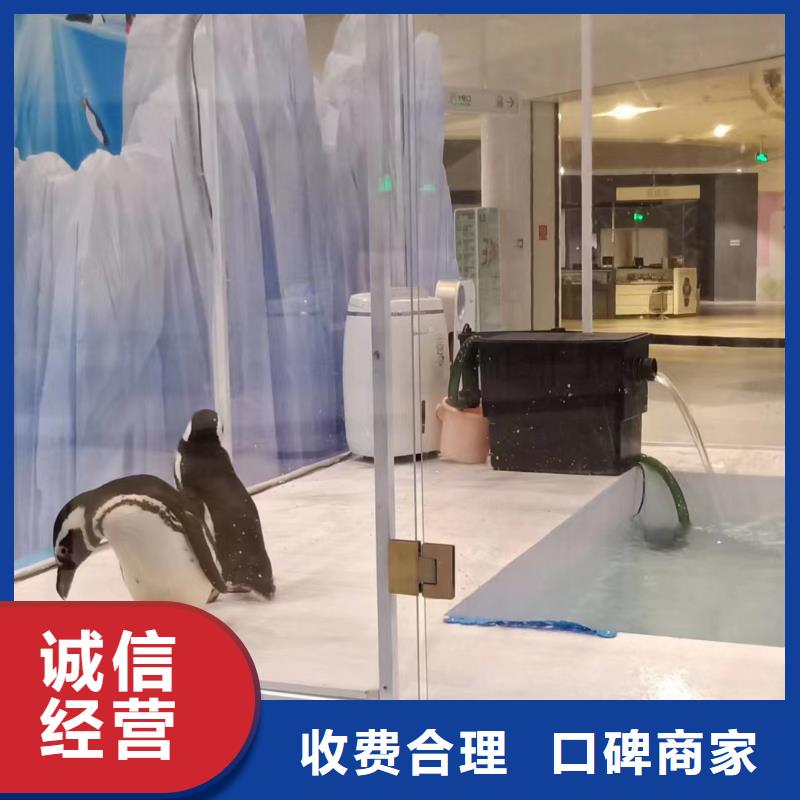 海洋主题动物表演出租表演海狮质量保证