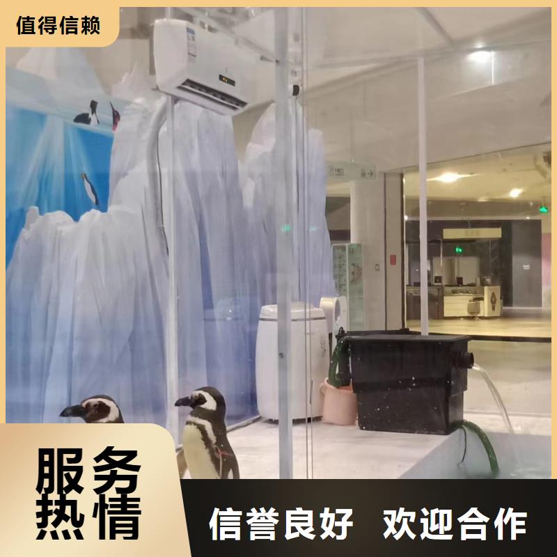 海洋主题动物表演马戏团表演先进的技术