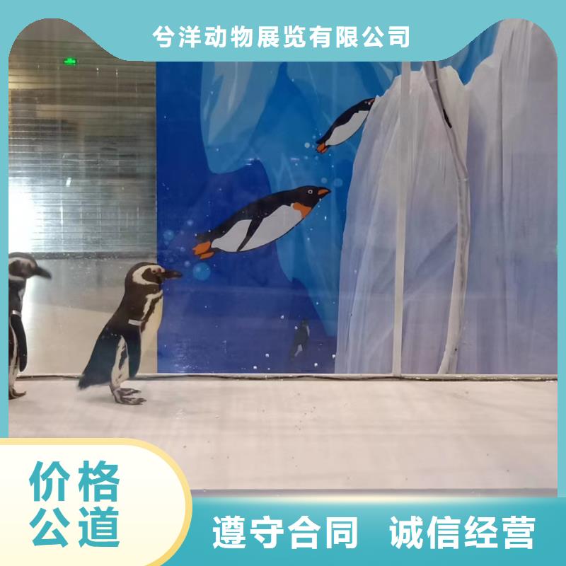 企鹅出租