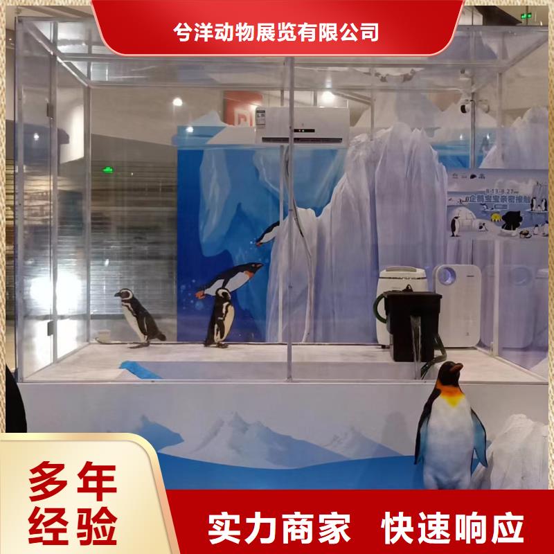 哪有出租海狮表演的资源丰富